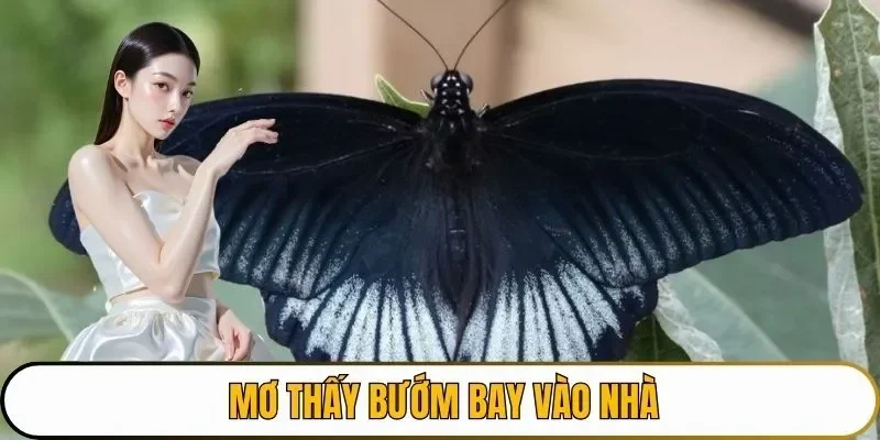 Đánh số gì khi bướm bay vào nhà?