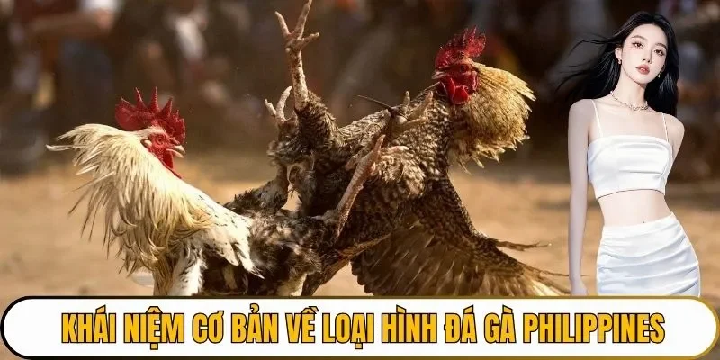 Khái niệm cơ bản về loại hình đá gà Philippines