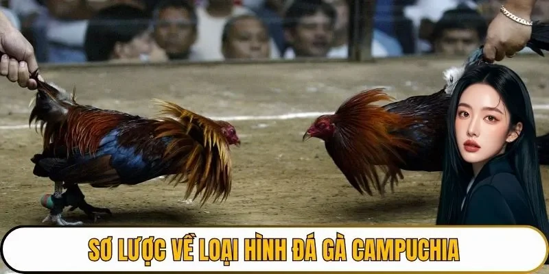 Sơ lược về loại hình đá gà Campuchia 